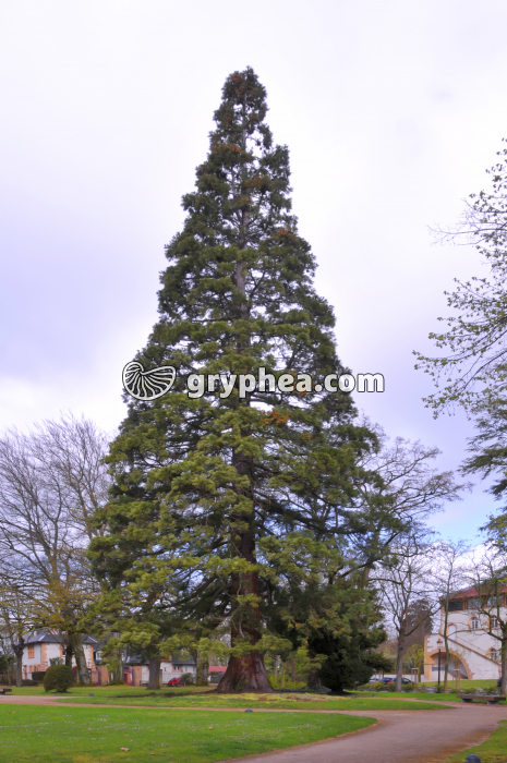 Sequoia (Sequoiadendron giganteum) - gryphea.com
